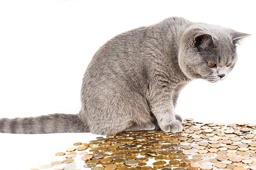 money-cat